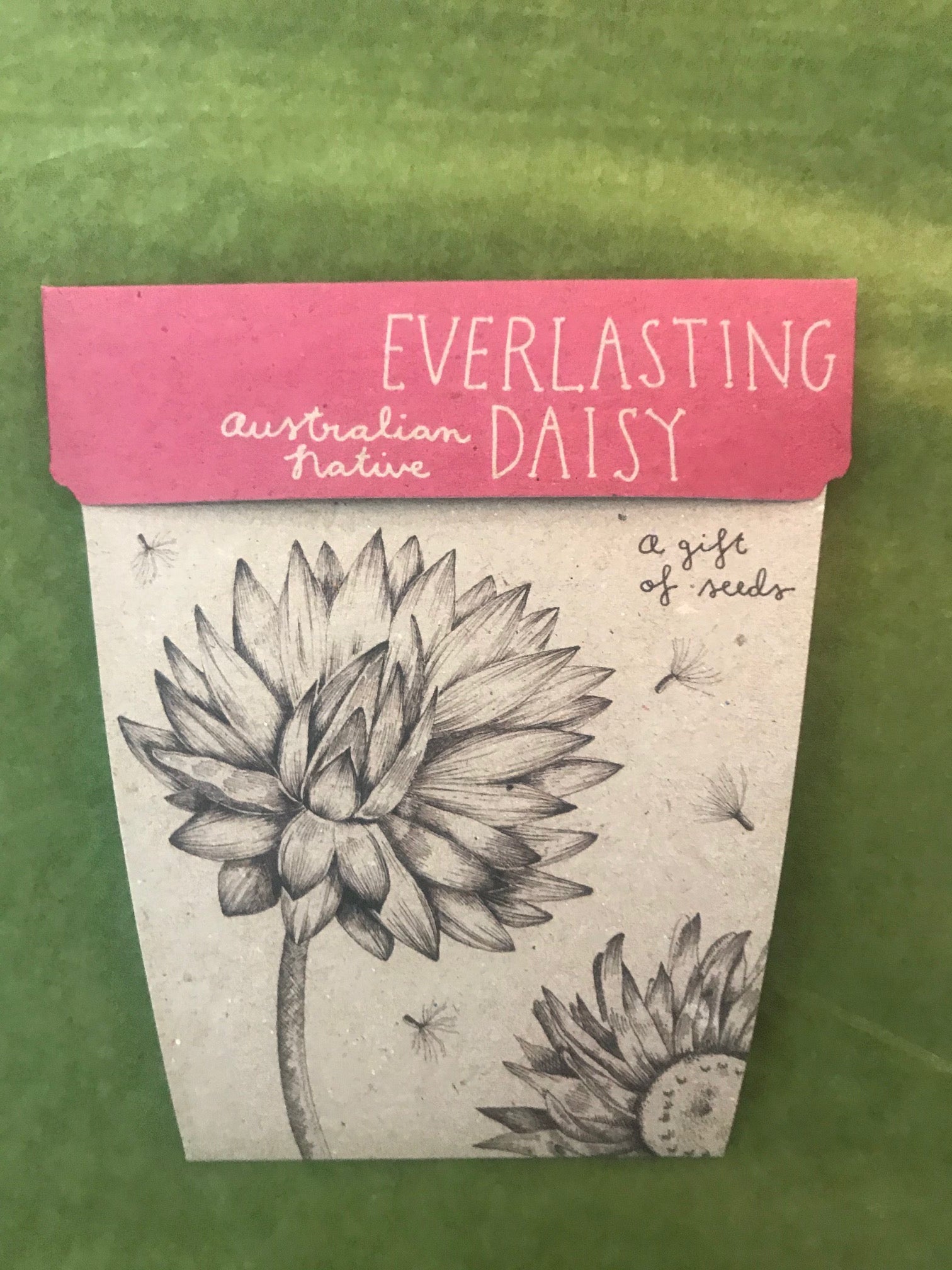 Sow n sow Gift Card Everlasting Daisy  Australian Native - Gaudy & Prim