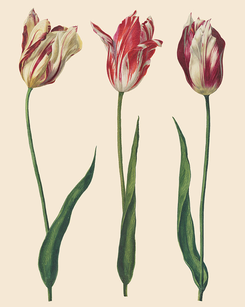 Annie Sloan RHS Decoupage Paper - Dutch Tulips - Gaudy & Prim