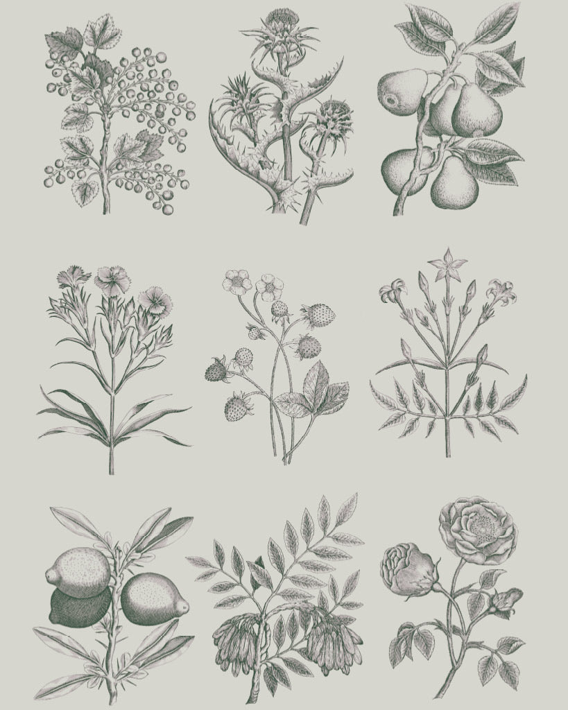 Annie Sloan RHS Decoupage Paper - Botanical Drawings - Gaudy & Prim