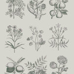 Annie Sloan RHS Decoupage Paper - Botanical Drawings - Gaudy & Prim