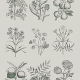 Annie Sloan RHS Decoupage Paper - Botanical Drawings - Gaudy & Prim